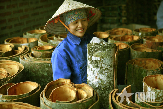 Mở rộng thị trường cho cây quế Lào Cai